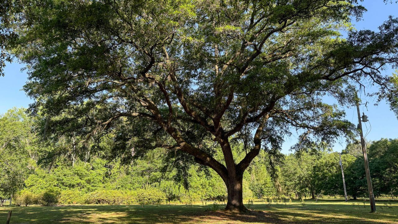 0 Norris Drive Photo 17