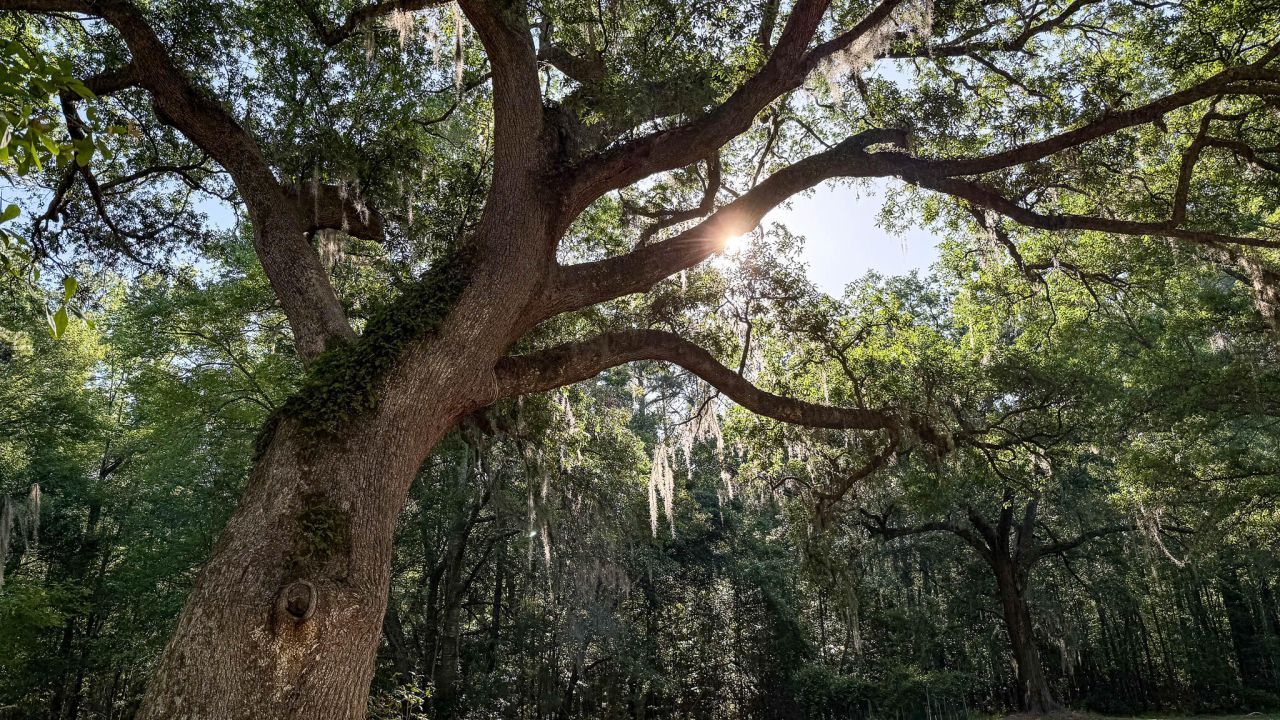 0 Norris Drive Photo 19