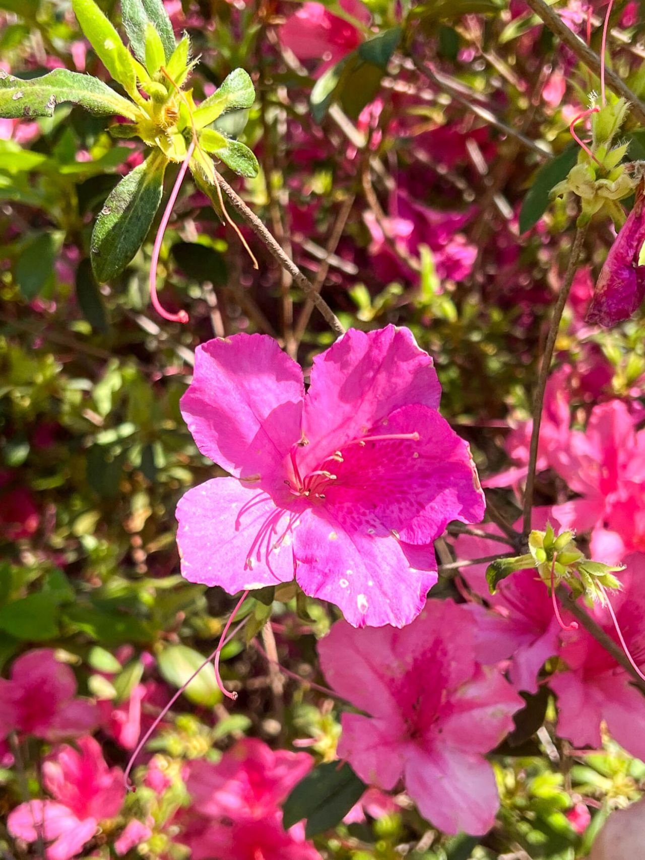 0 Norris Drive Photo 4