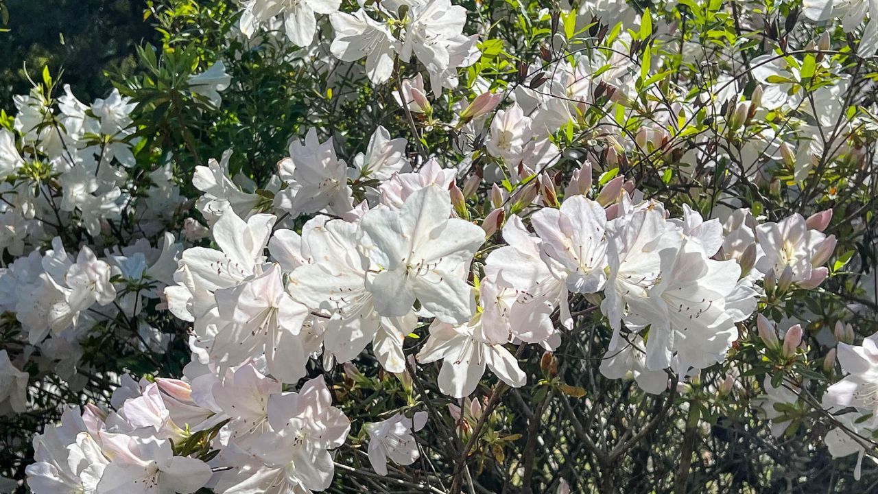 0 Norris Drive Photo 5