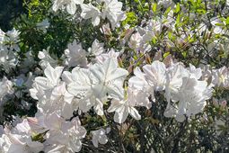 0 Norris Drive photo 4