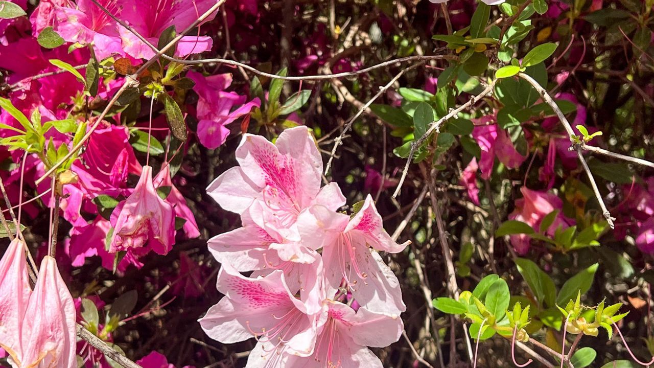 0 Norris Drive Photo 6