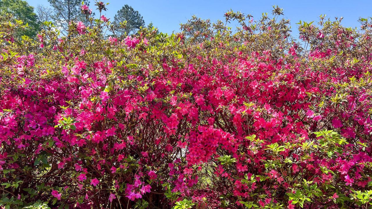 0 Norris Drive Photo 7