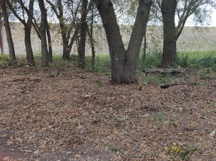 Magnolia Ave, Courtland, CA 95615 Photo