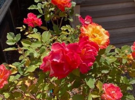 10365 Dalewood Way, Grass Valley, CA 95949 Photo