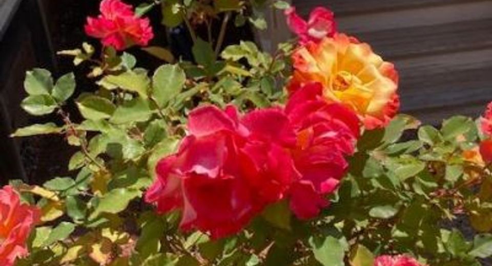 10365 Dalewood Way, Grass Valley, CA 95949 Photo