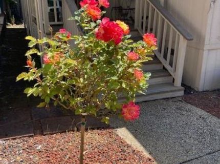 10365 Dalewood Way, Grass Valley, CA 95949 Photo