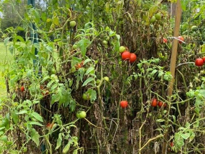 220 Old Eagle Tunnel Road, Glencoe, KY 41046 Photo 29