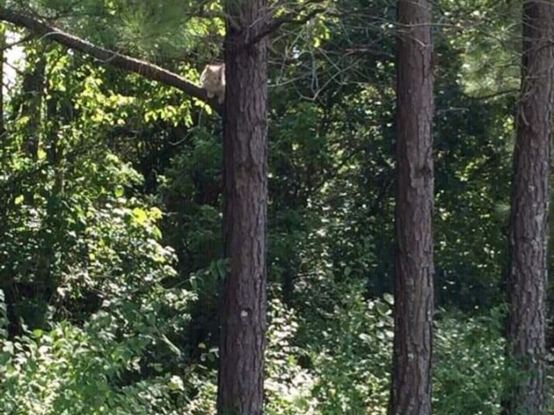 220 Old Eagle Tunnel Road, Glencoe, KY 41046 Photo 30