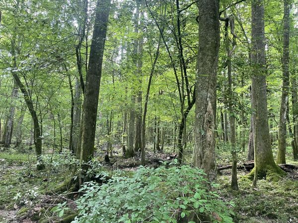 TBD Clem Rd., Prentiss, MS 39474