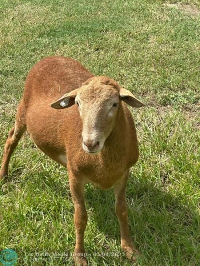 4680 SW 148 Ave, Southwest Ranches, FL 33330 Photo