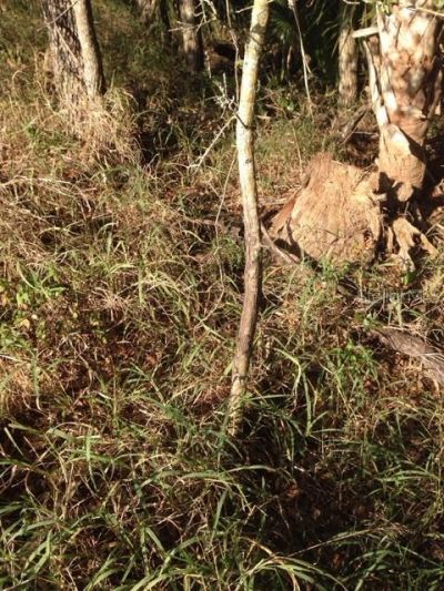 1901 Graham Road, Punta Gorda, FL 33982 Photo