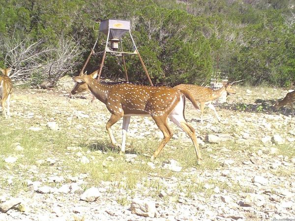 1024 Sd 63005, Rocksprings, TX 78880