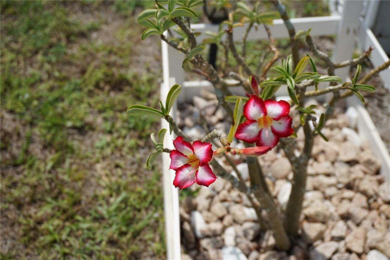 15371 Mango Drive, Punta Gorda, FL 33955 Photo