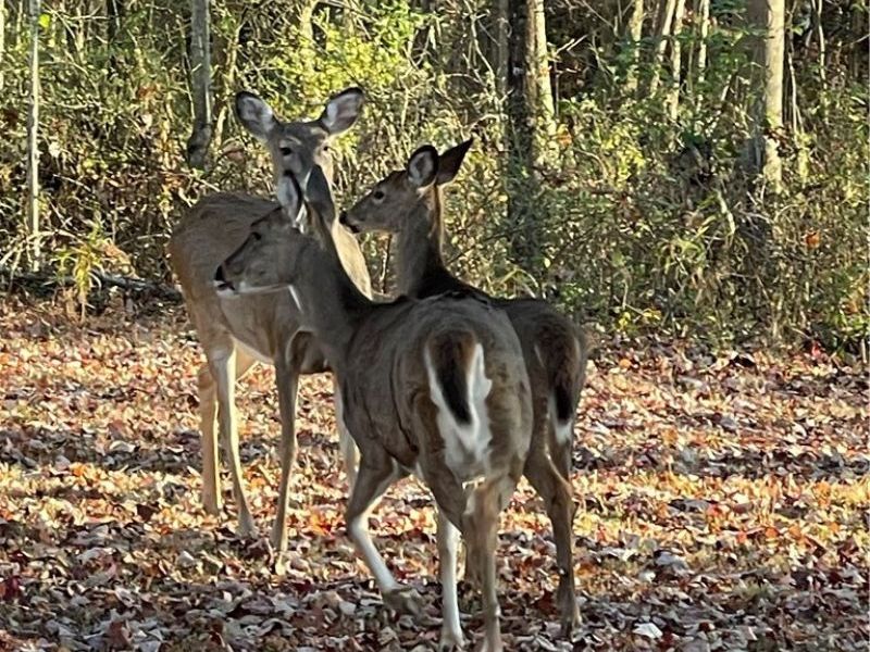 6570 State Route 339, Vincent, OH 45784 Photo 37