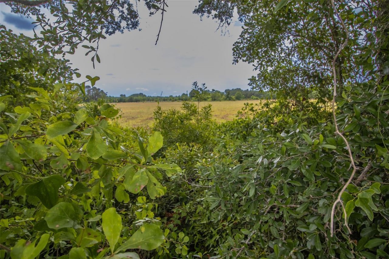 4088 W State Road 235, La Crosse, FL 32658 Photo