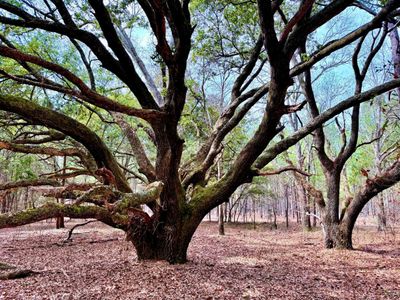 2400 River Road, Greeleyville, SC 29056