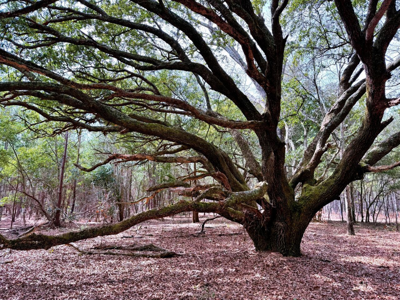 2400 River Road Photo 11