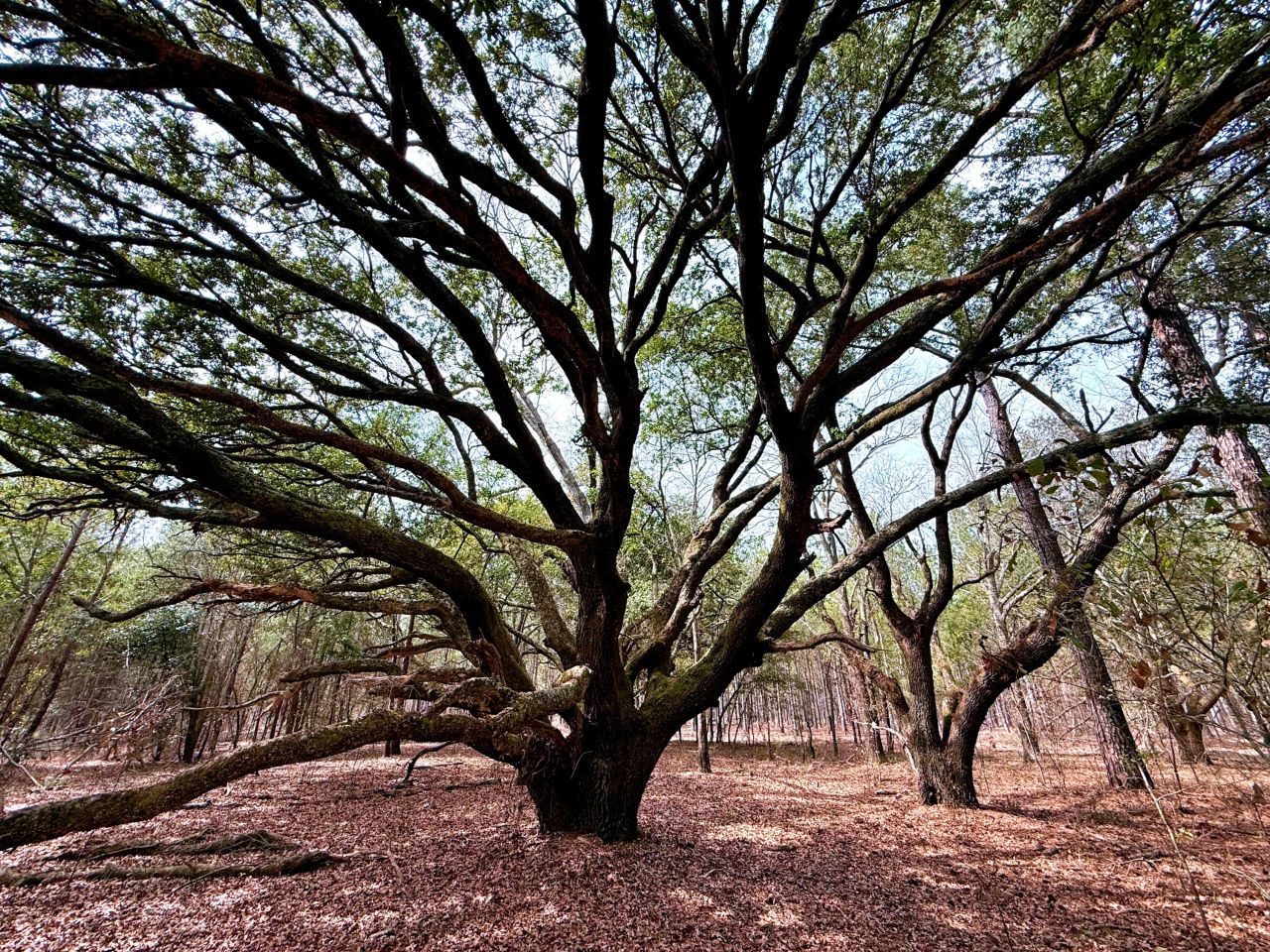 2400 River Road Photo 4