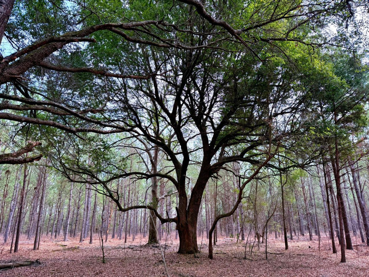 2400 River Road Photo 7