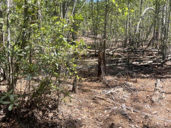 109 ARDEN Street, Georgetown, FL 32139