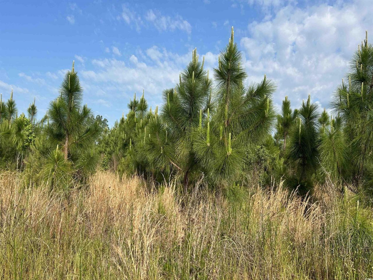 Tbd Highway 430 Photo 14