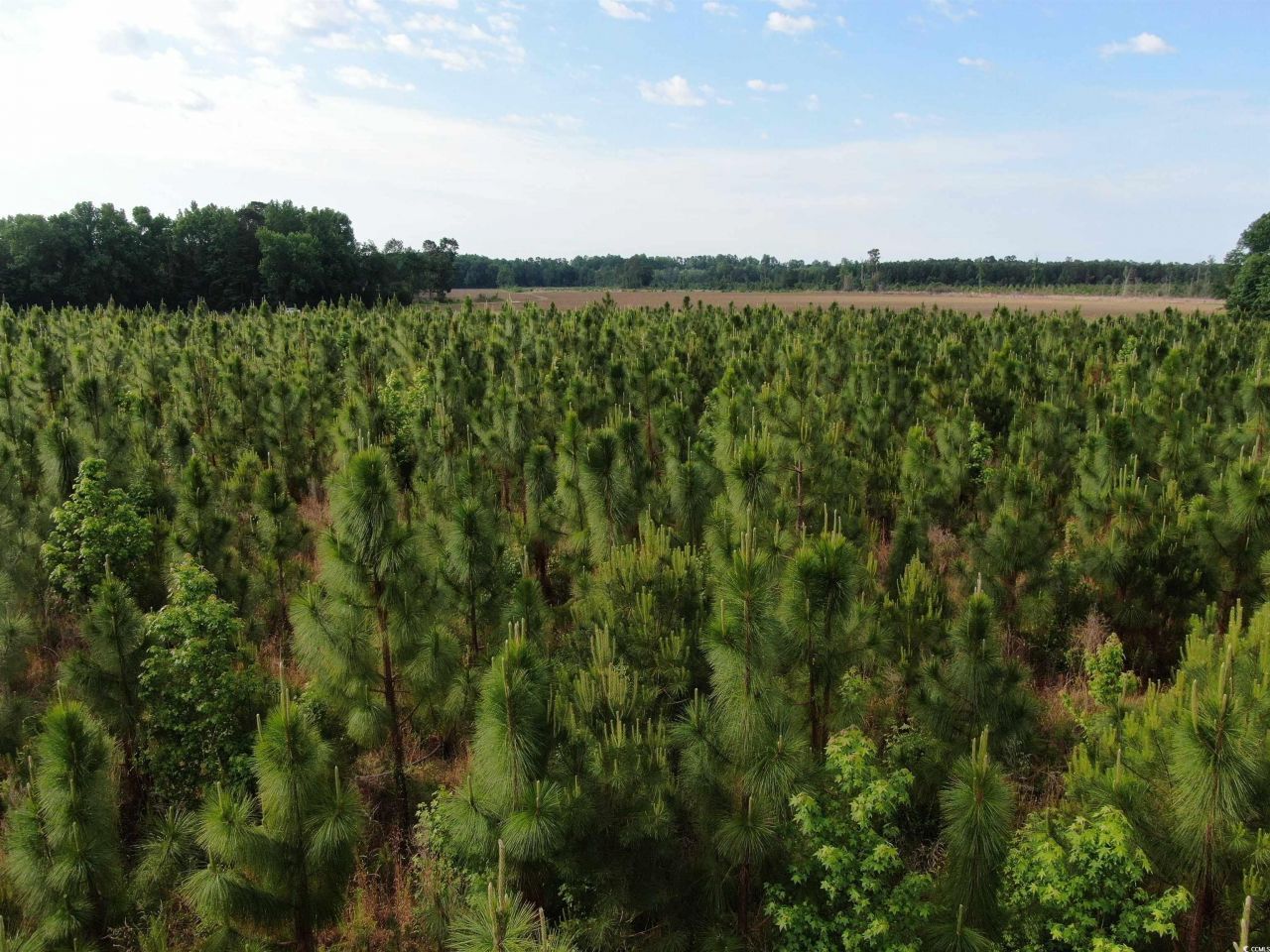 Tbd Highway 430 Photo 8