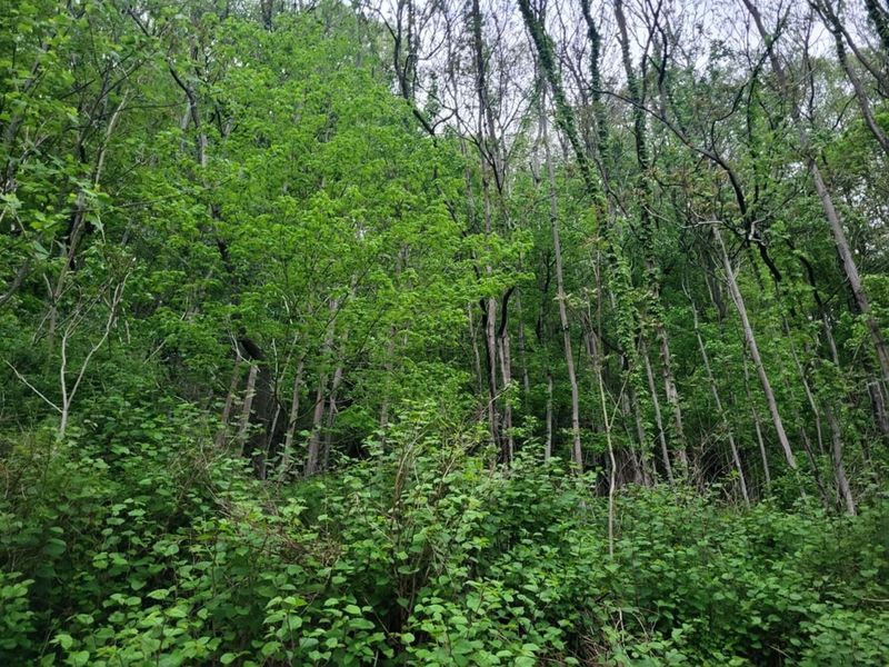 480 High Street, Nelsonville, OH 45764 Photo 5