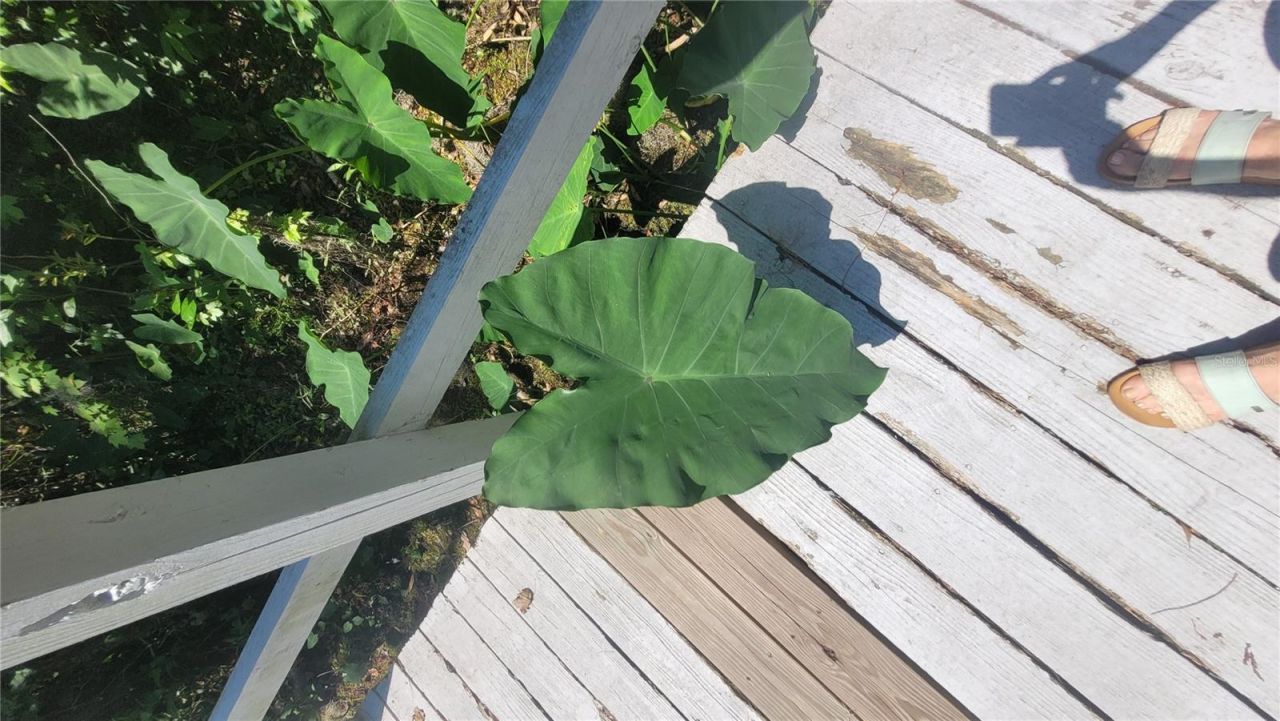 21779 NE 115th Avenue, Earleton, FL 32631 Photo