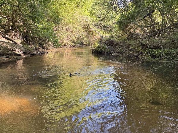 1950 Wilma Road, McDavid, FL 32568