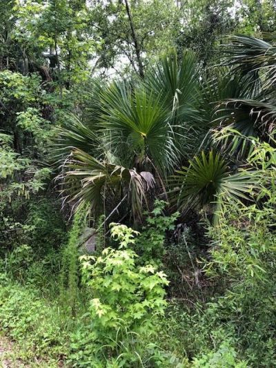 73 Hope Lane, Lot #-, Saint Marks, FL 32355 Photo