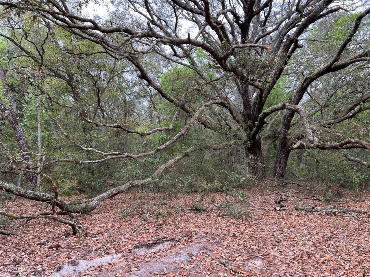 4625-4651 W Kelly Park Road, Apopka, FL 32712 Photo