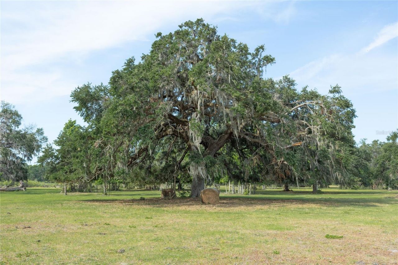 Tbd Cr 772b, Webster, FL 33597 Photo