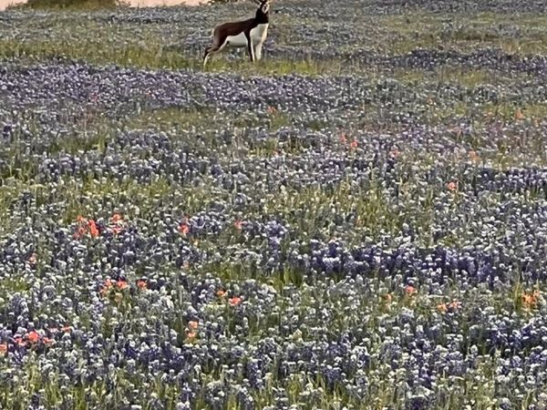 2265 County Road 106, Purmela, TX 76566