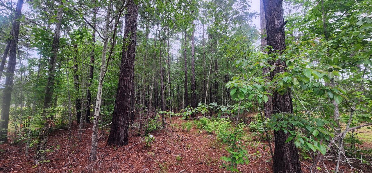 0 Loblolly Court Photo 4