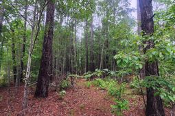 0 Loblolly Court photo 4