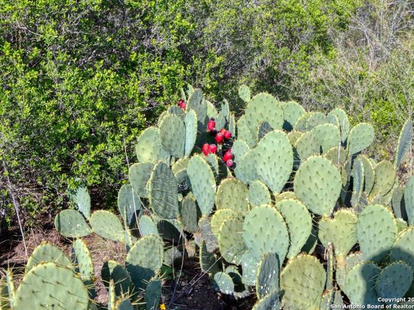 00 Utopia Forest, Dhanis, TX 78850