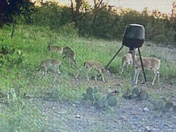 TBD County Road 225, Brookesmith, TX 76827