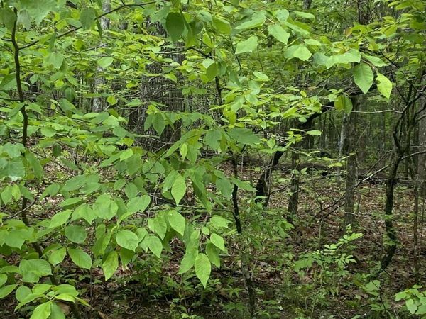 614 Catawba Lane, Crossville, TN 38572