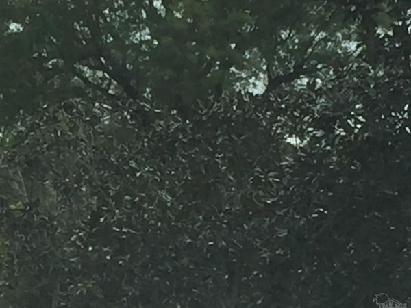 Lantana Dr, Lillian, AL 36549