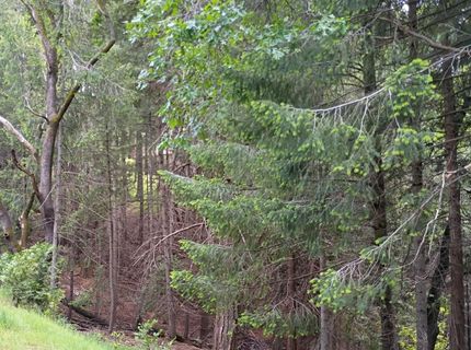 5662 Daisy Cir, Pollock Pines, CA 95726 Photo