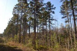 0 Columbia Hwy photo 4