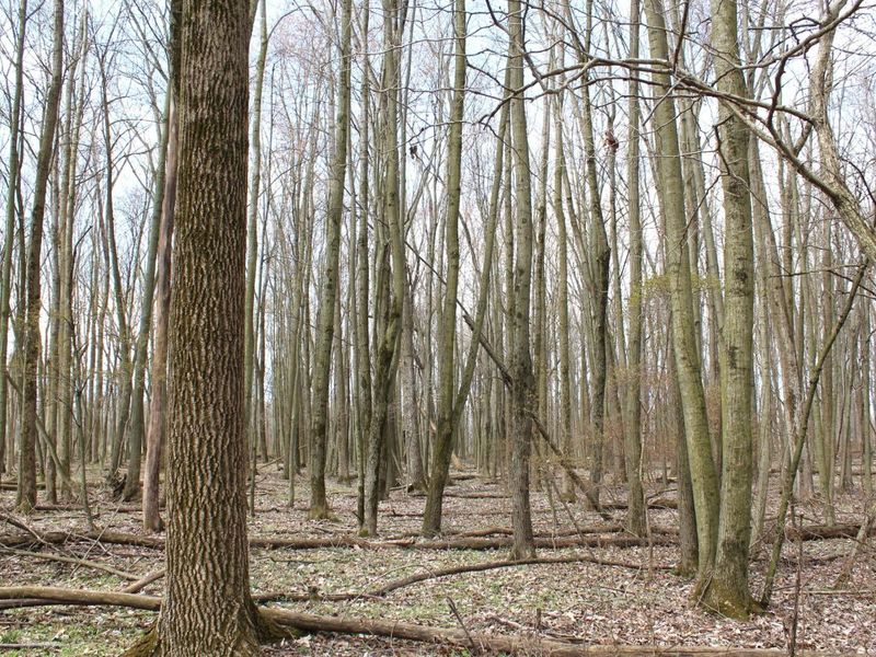 0 Carr Road, Ostrander, OH 43061 Photo 19