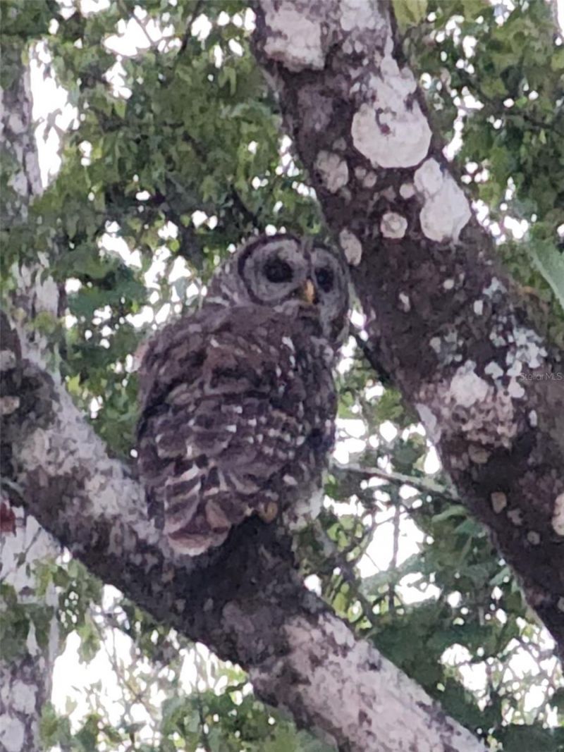 10305 Worthy Lamb Way, New Port Richey, FL 34654 Photo