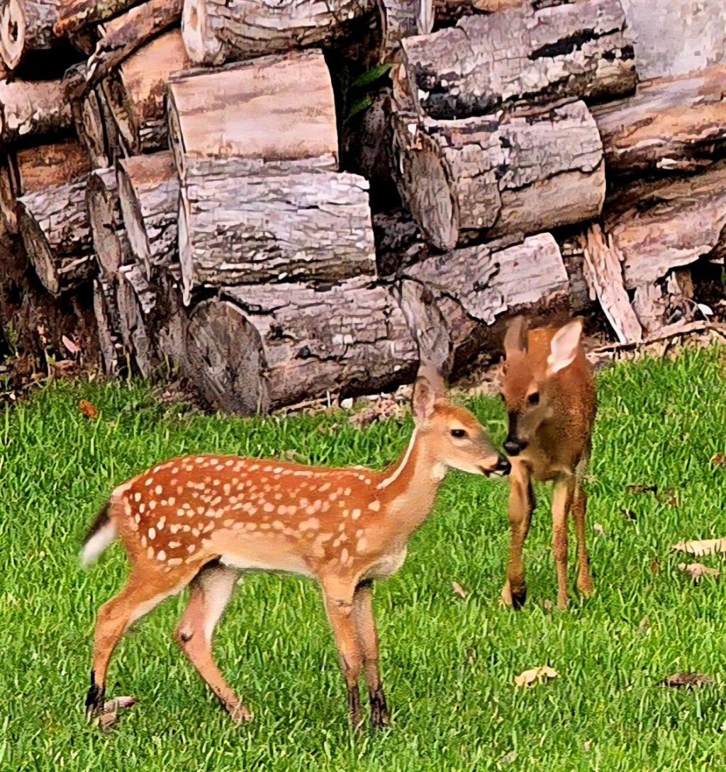 10305 Worthy Lamb Way, New Port Richey, FL 34654 Photo