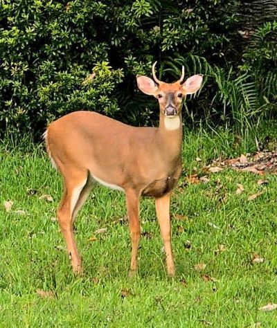 10305 Worthy Lamb Way, New Port Richey, FL 34654 Photo