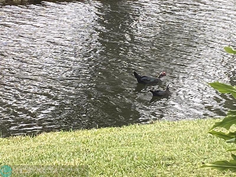 1668 Cypress Pointe Drive, Unit 1668, Coral Springs, FL 33071 Photo