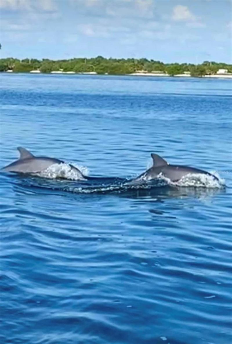 6158 Palma Del Mar Boulevard S, Unit 306, Saint Petersburg, FL 33715 Photo