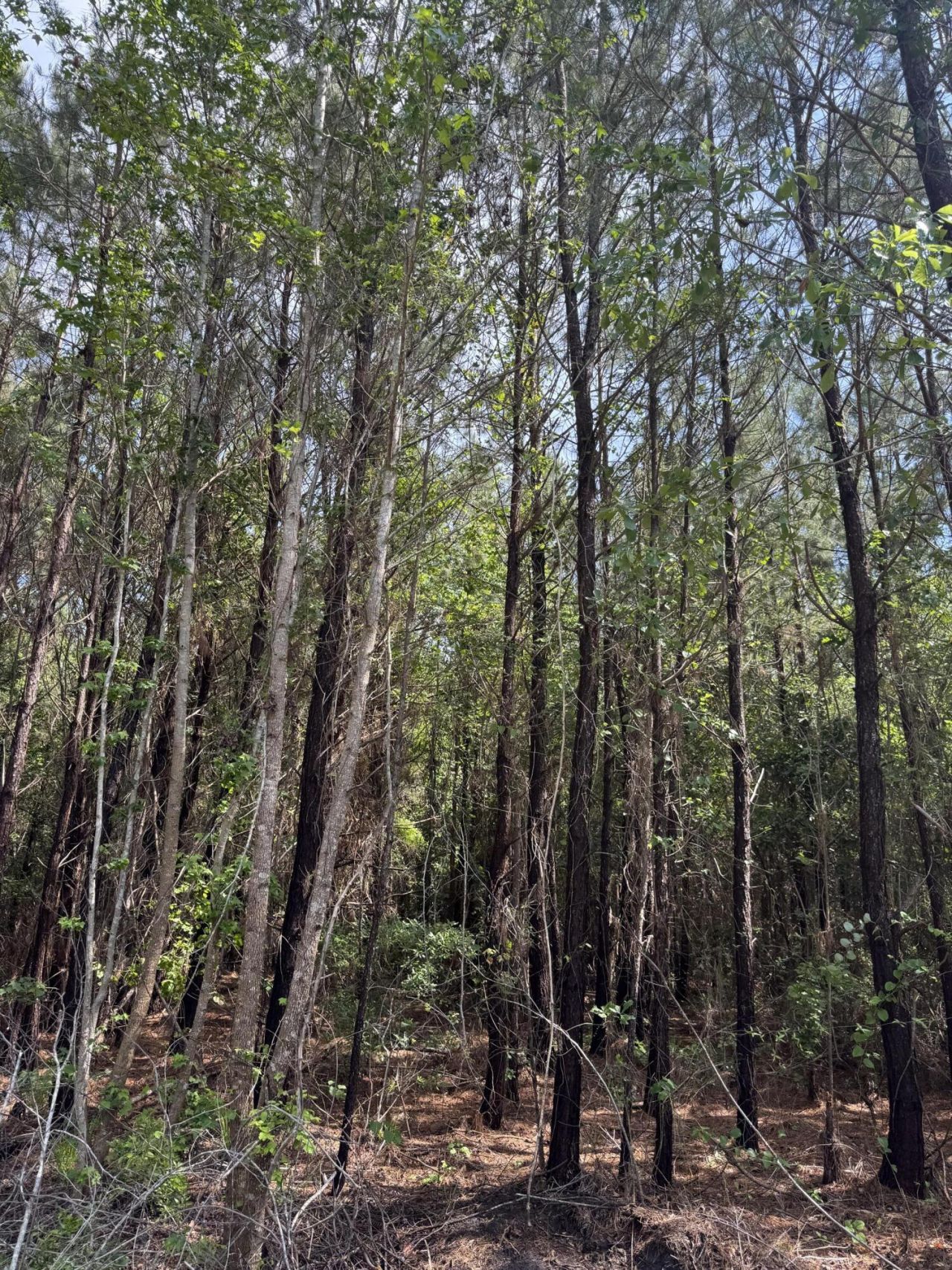 1-a Mt. Carmel Road Photo 5