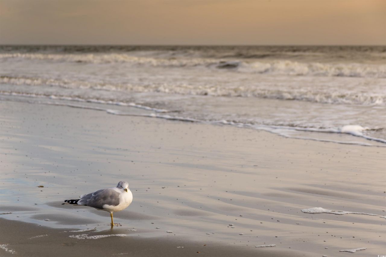 1058 Sea Mountain Hwy. Photo 28